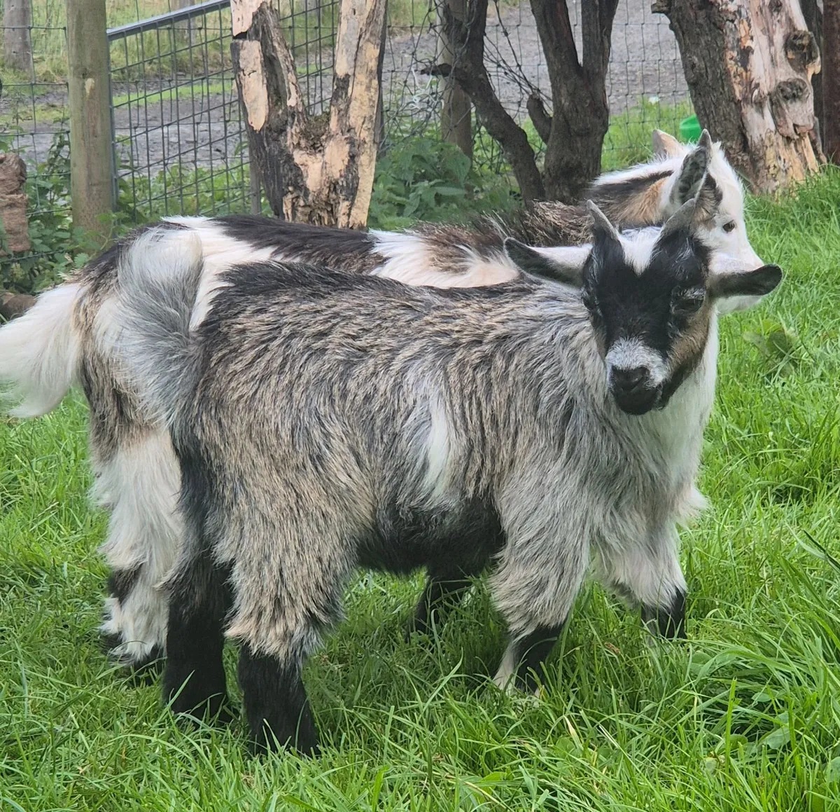 Goats - Image 4