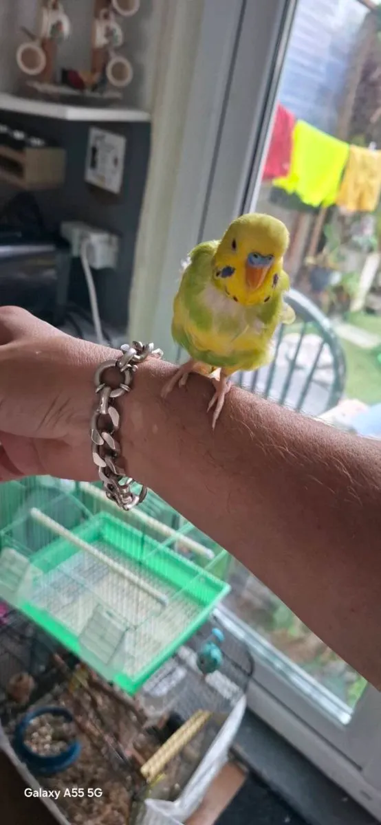 Budgie - Image 1