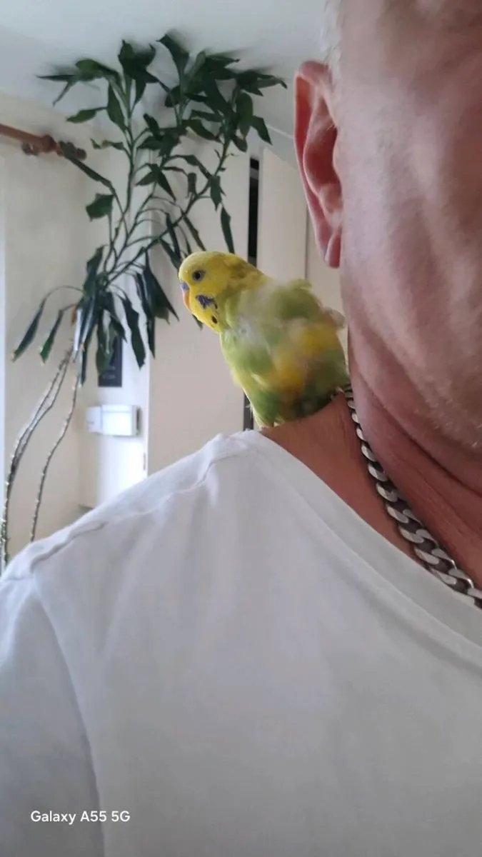 Budgie - Image 2