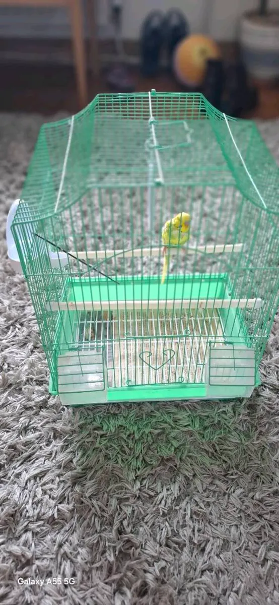 Budgie - Image 3