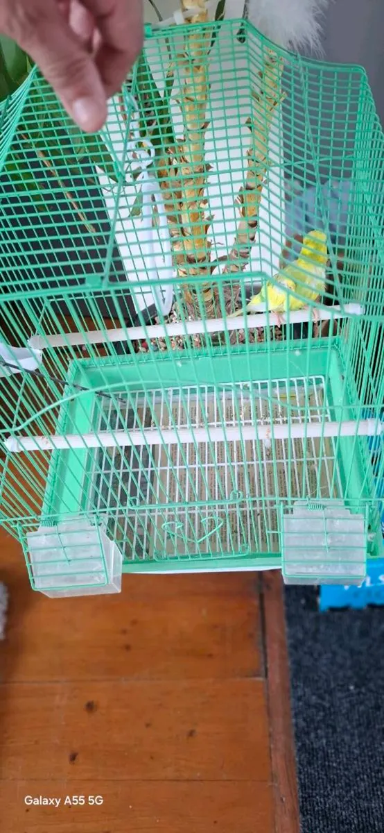 Budgie - Image 4