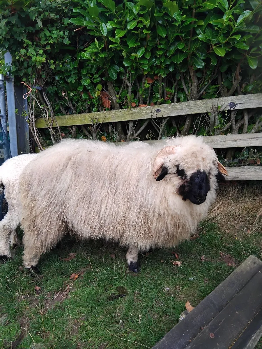 Super valais blacknose ram lamb - Image 2