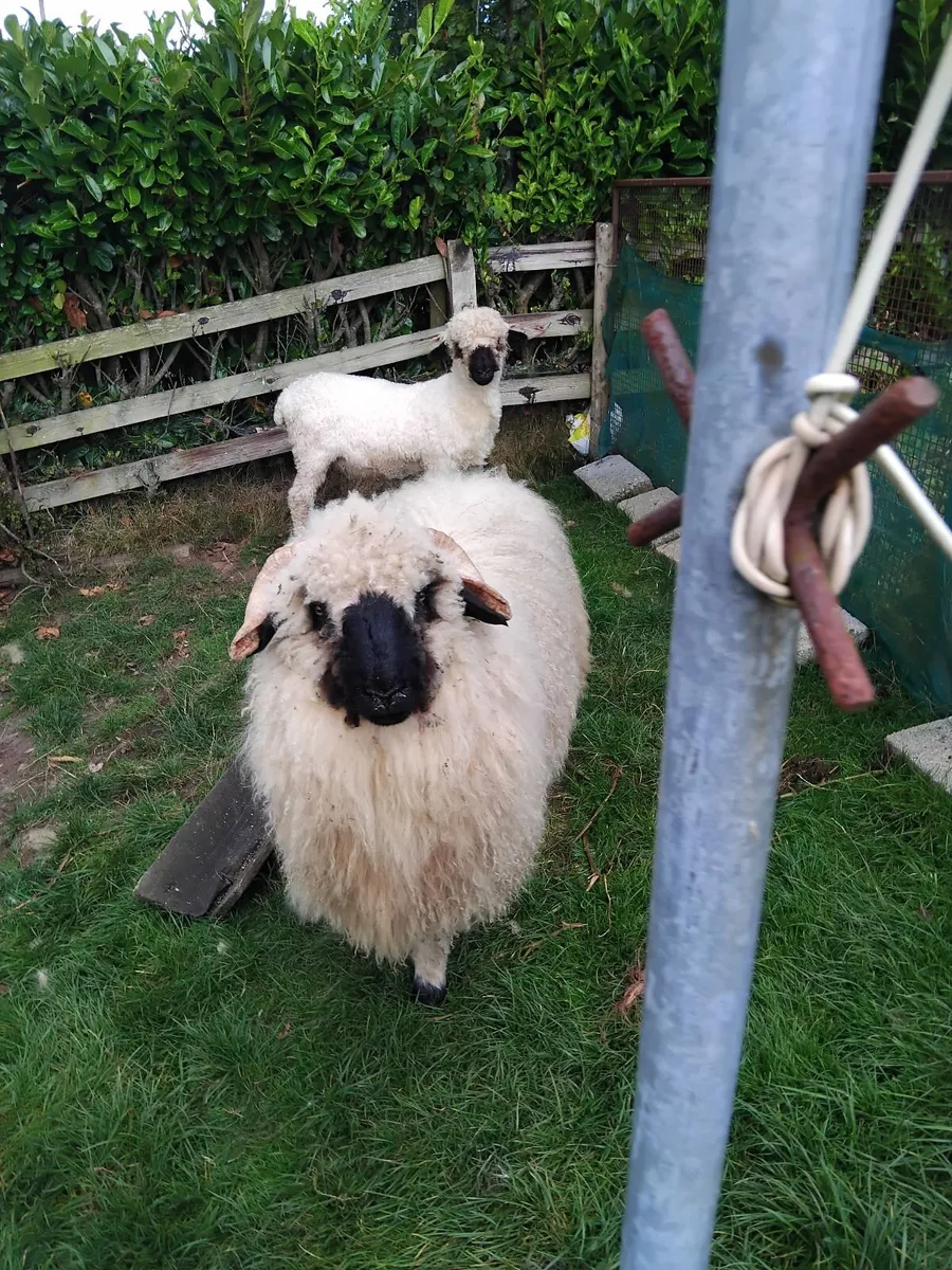 Super valais blacknose ram lamb - Image 3