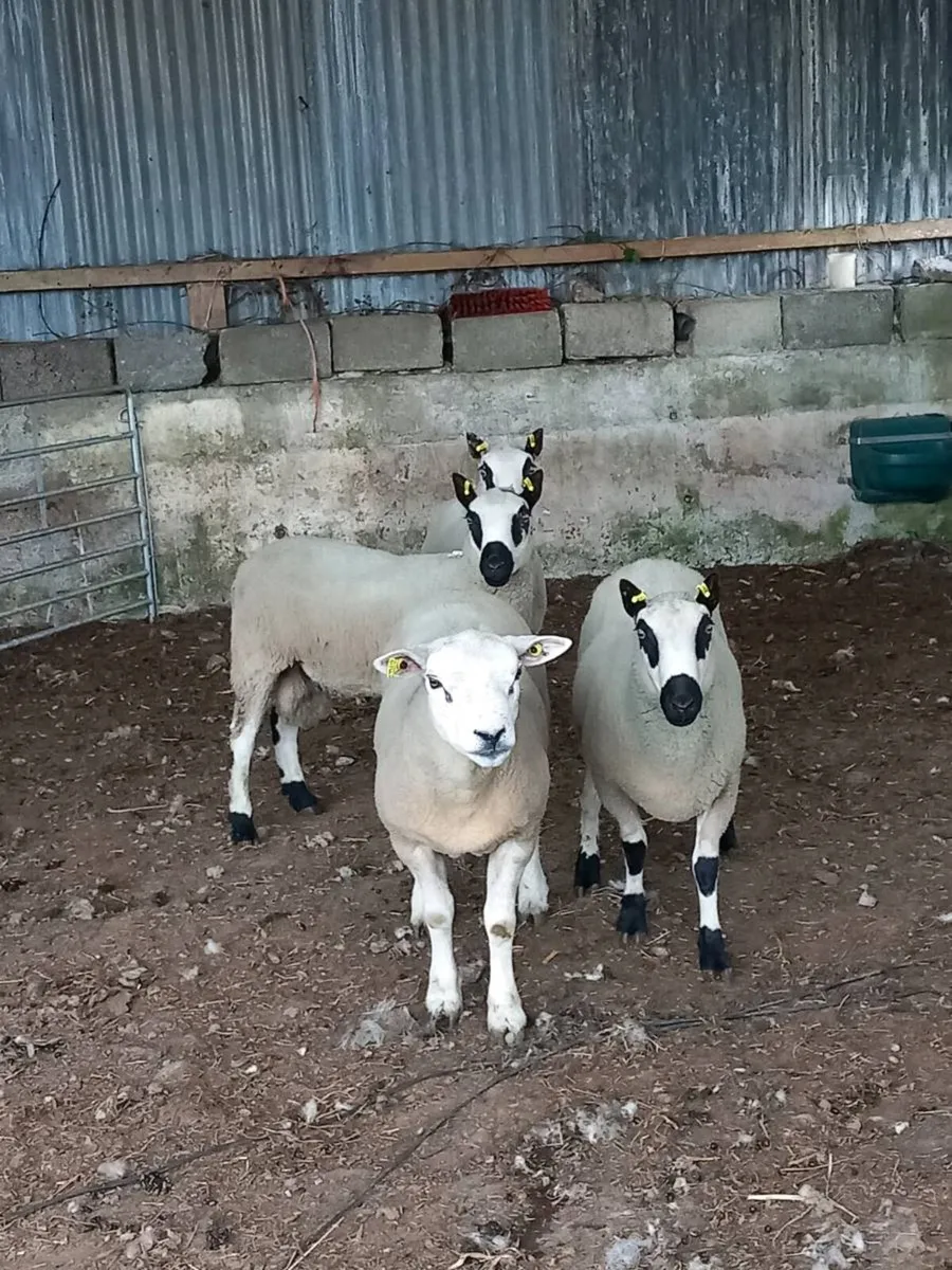 Kerryhill ram lamb and hoggett rams - Image 1