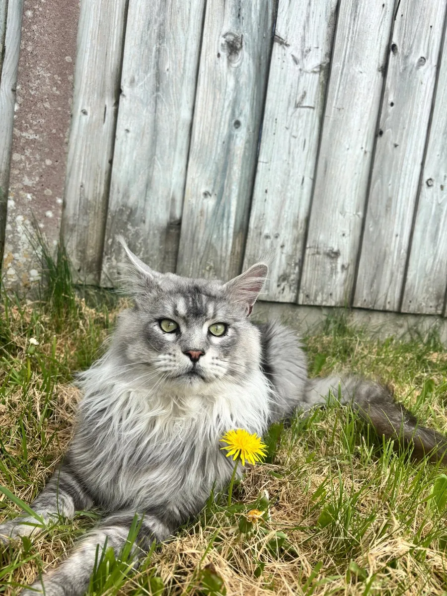 Cats - Image 2