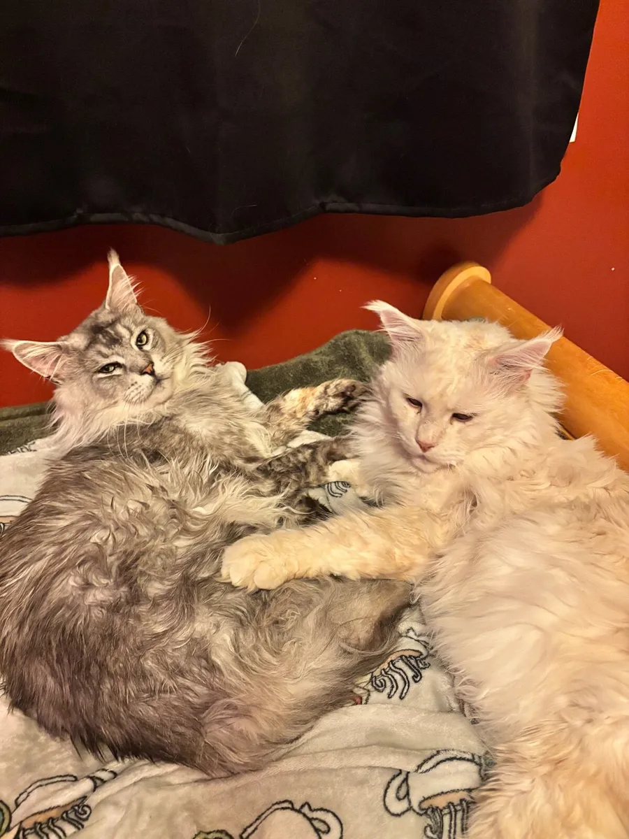 Cats - Image 1