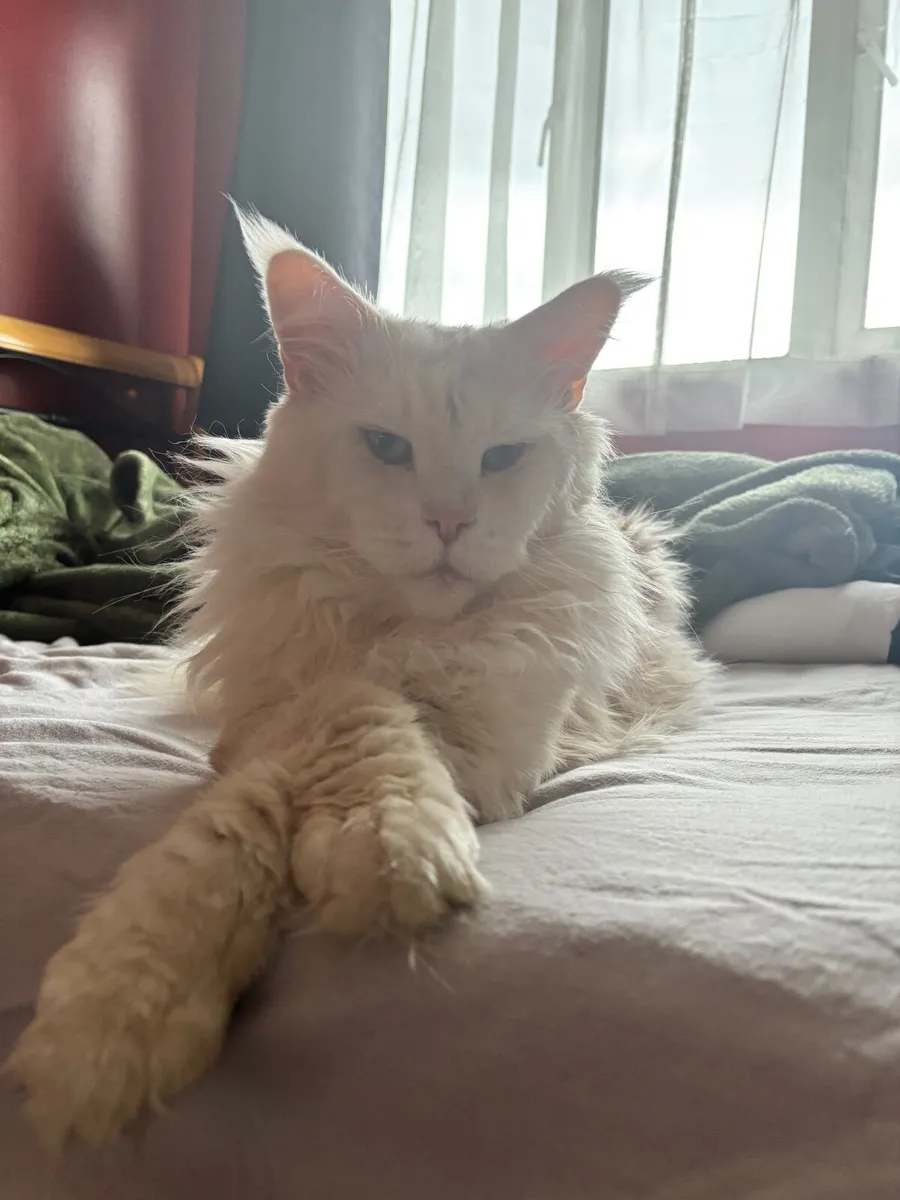 Cats - Image 4