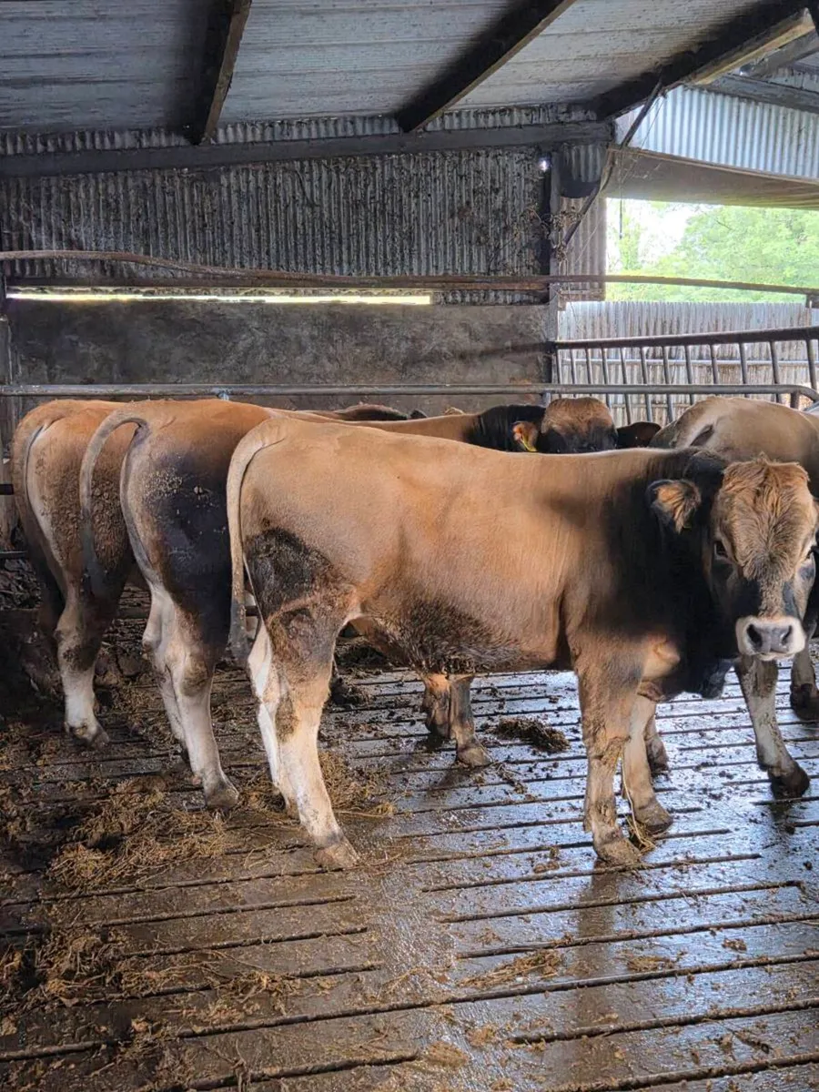 Bulls - Image 1