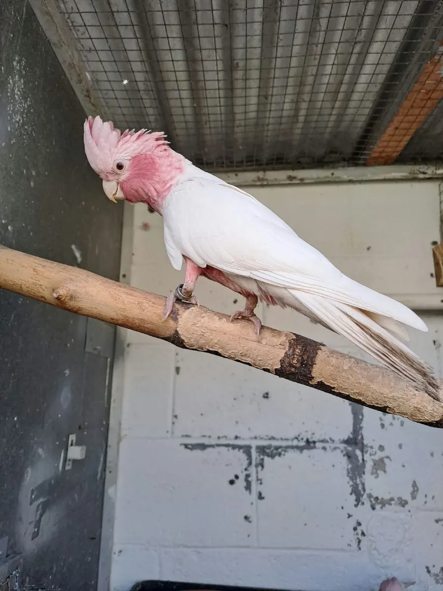 Lutino Galah Hen &(  Alexandrine Cock  (split ) - Image 1