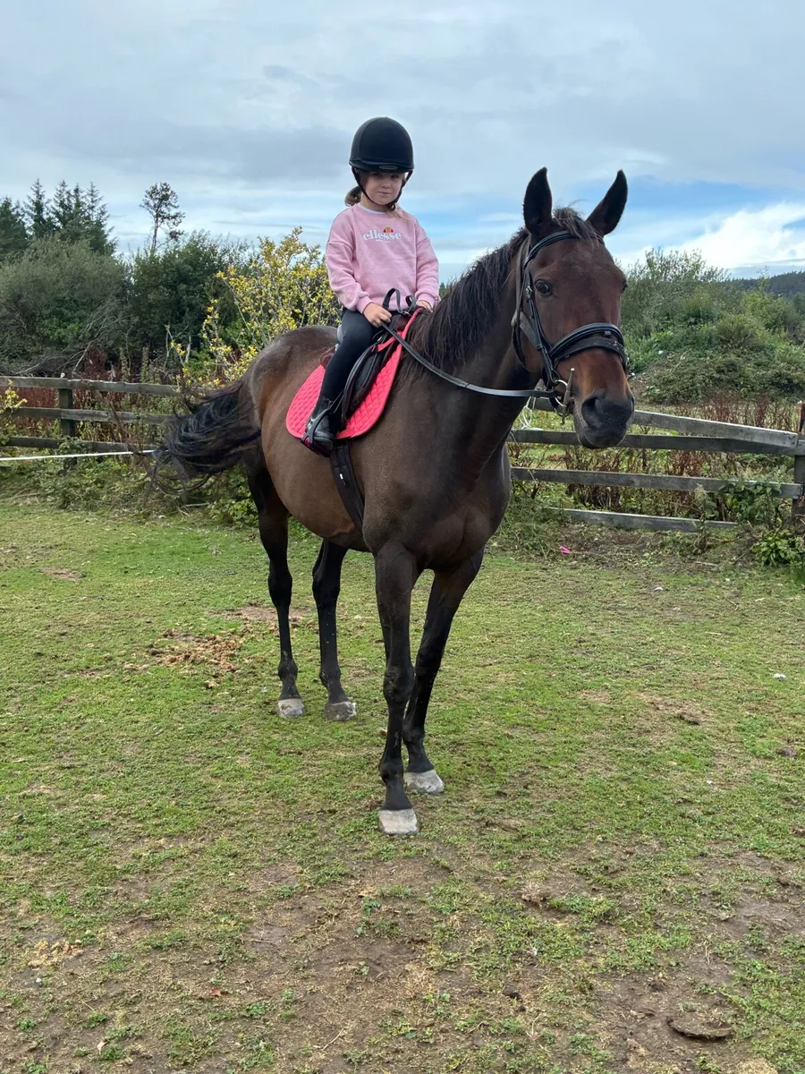 14yo tb mare - Image 2