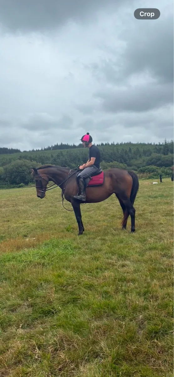 14yo tb mare - Image 3