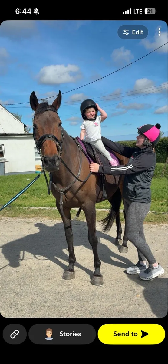 14yo tb mare - Image 4