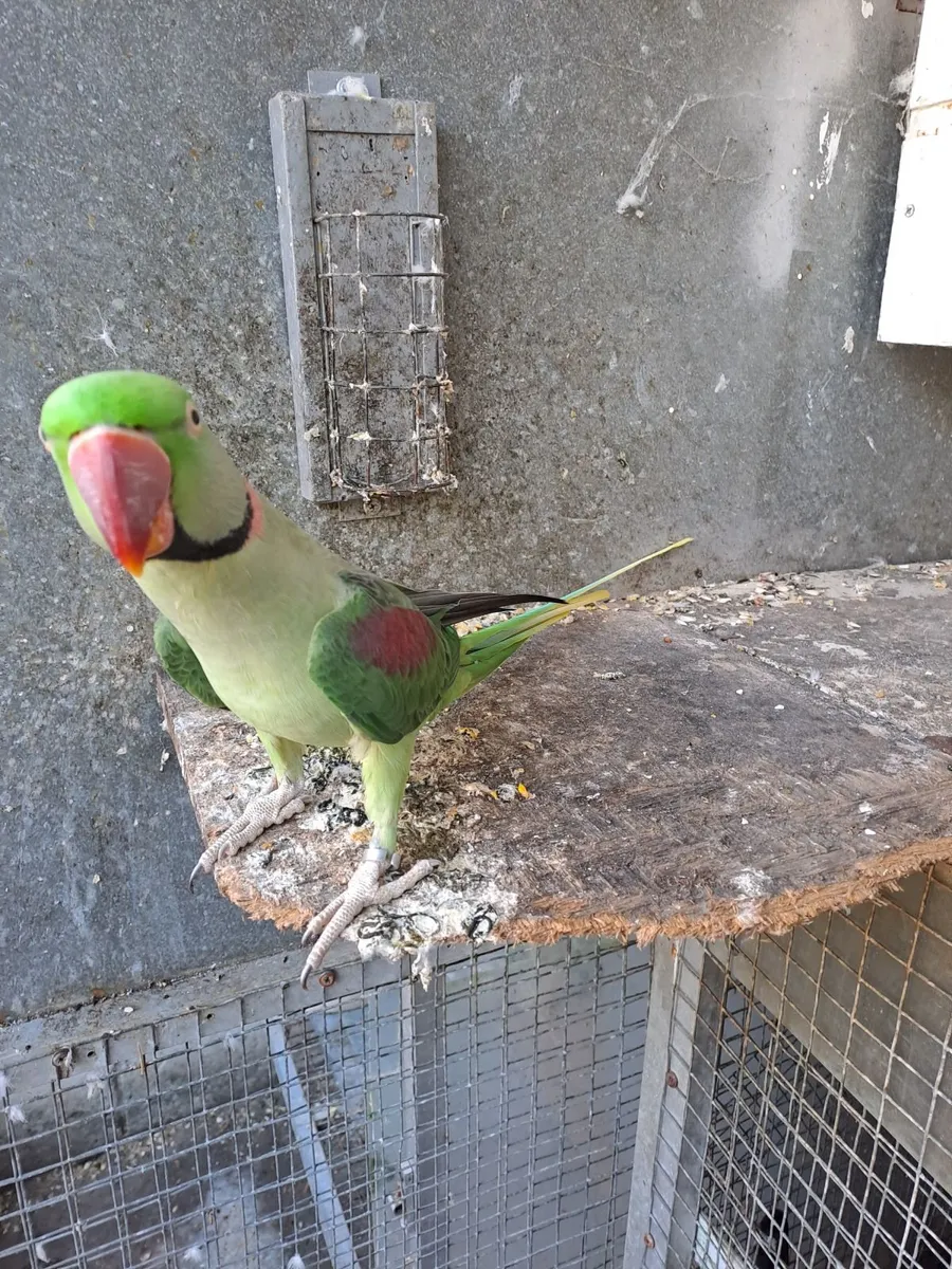 Lutino Galah Hen &(  Alexandrine Cock  (split ) - Image 2
