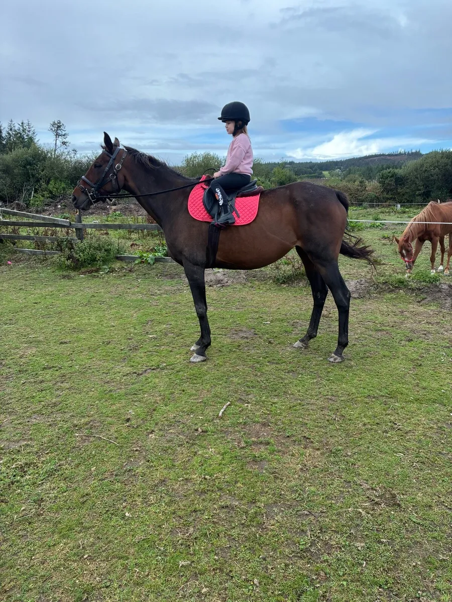14yo tb mare - Image 1