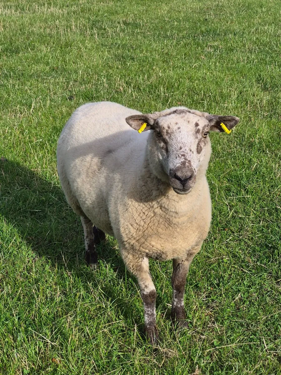 2 hogget ewes and 1 Lleyn ewe - Image 1