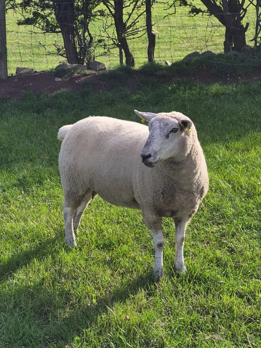 2 hogget ewes and 1 Lleyn ewe - Image 2