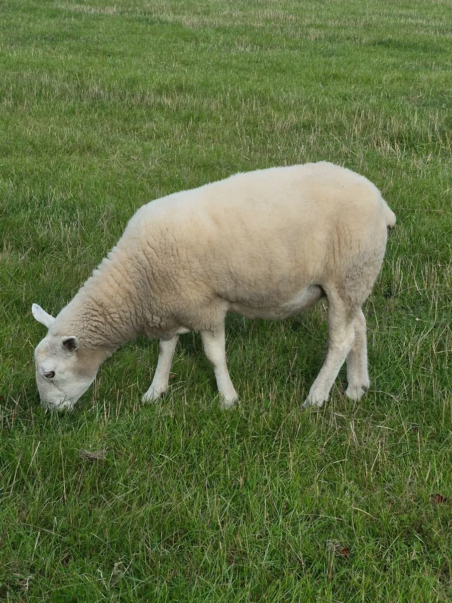 2 hogget ewes and 1 Lleyn ewe - Image 3