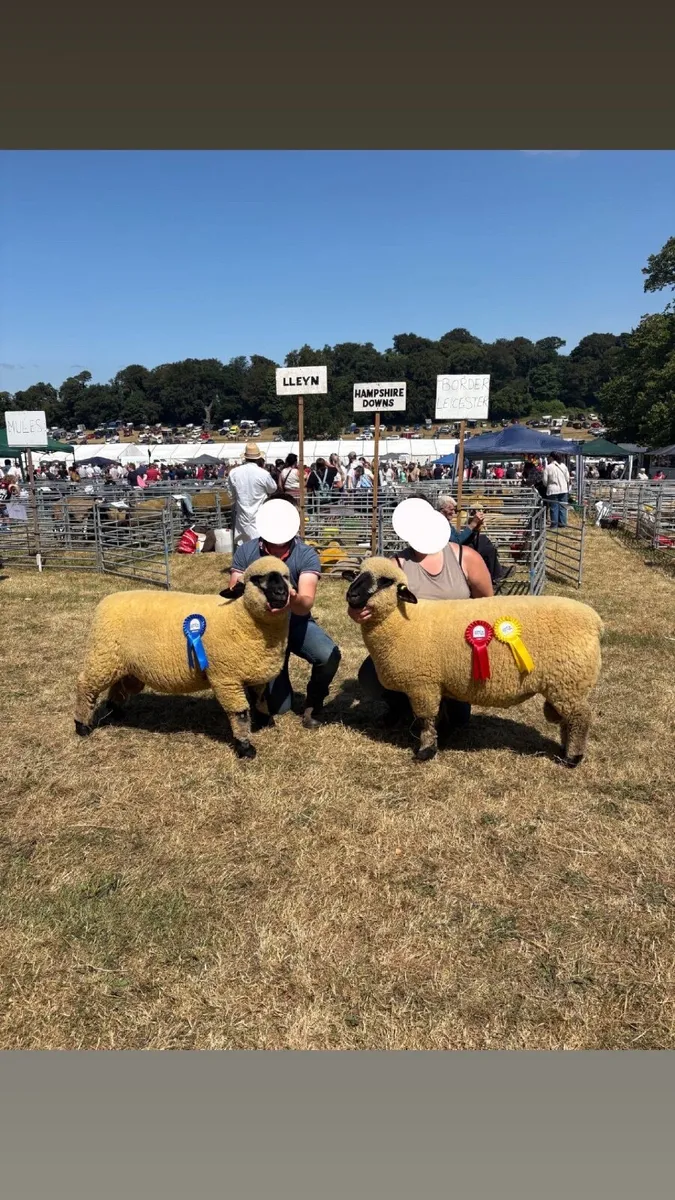 Pedigree Hampshire Down - Image 1