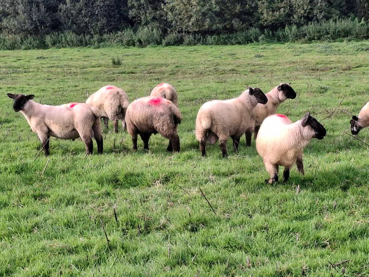 Lambs - Image 3