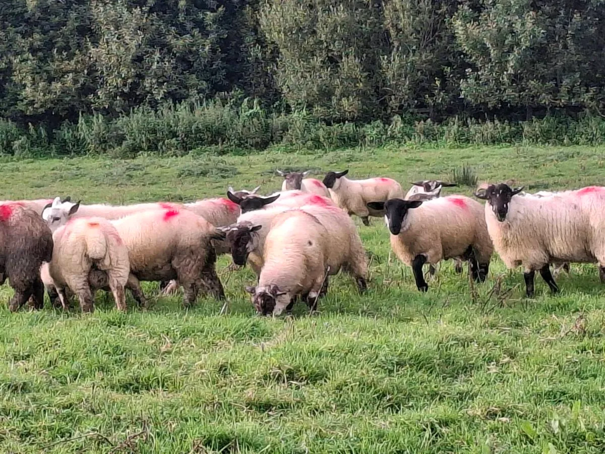 Lambs - Image 2