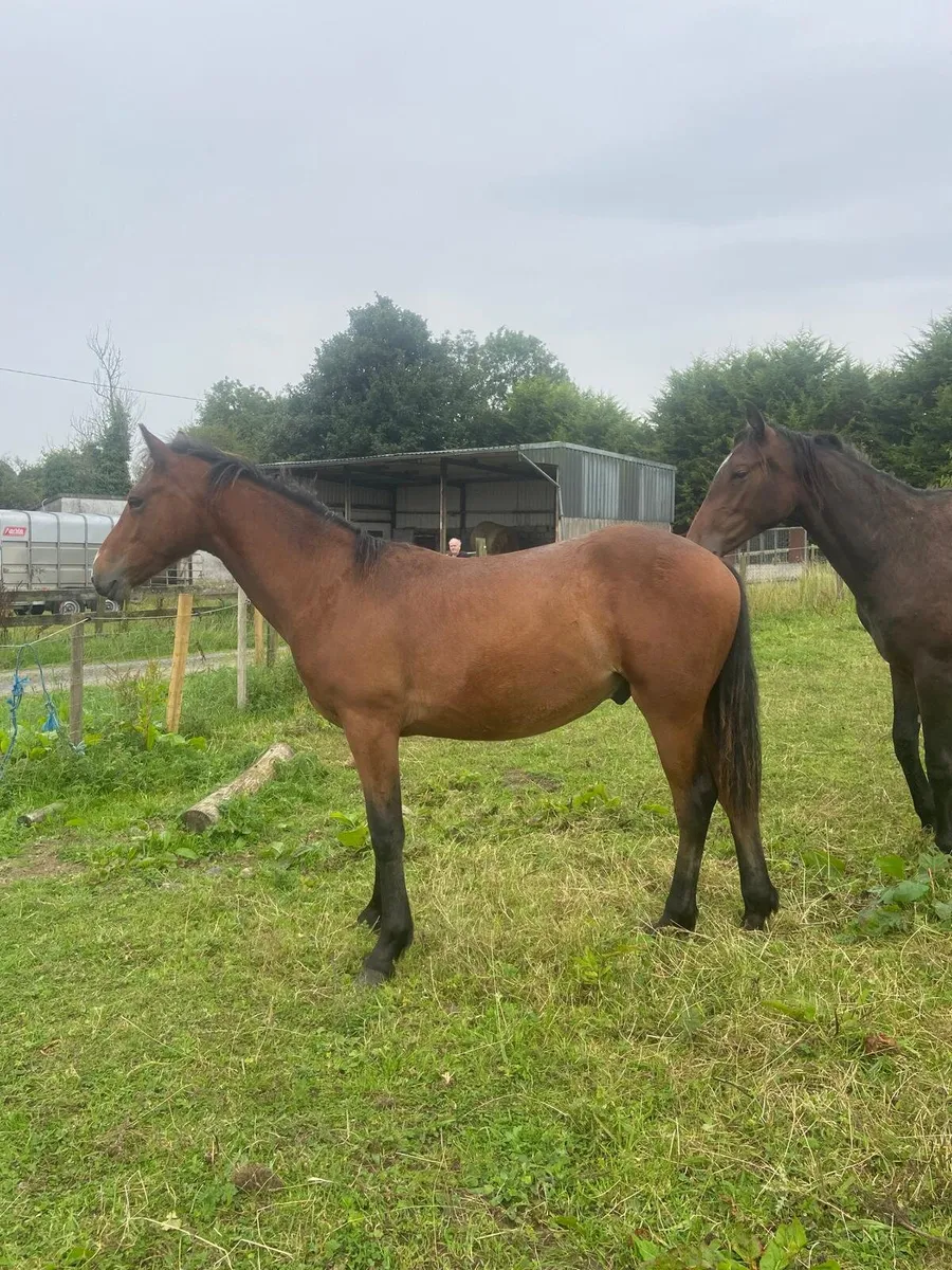 3 Good quality sport horses - Image 4