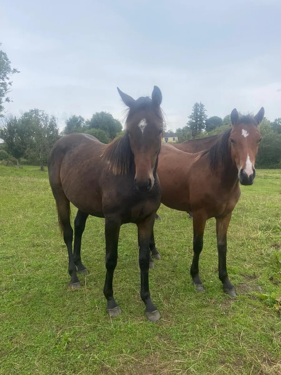 3 Good quality sport horses - Image 1