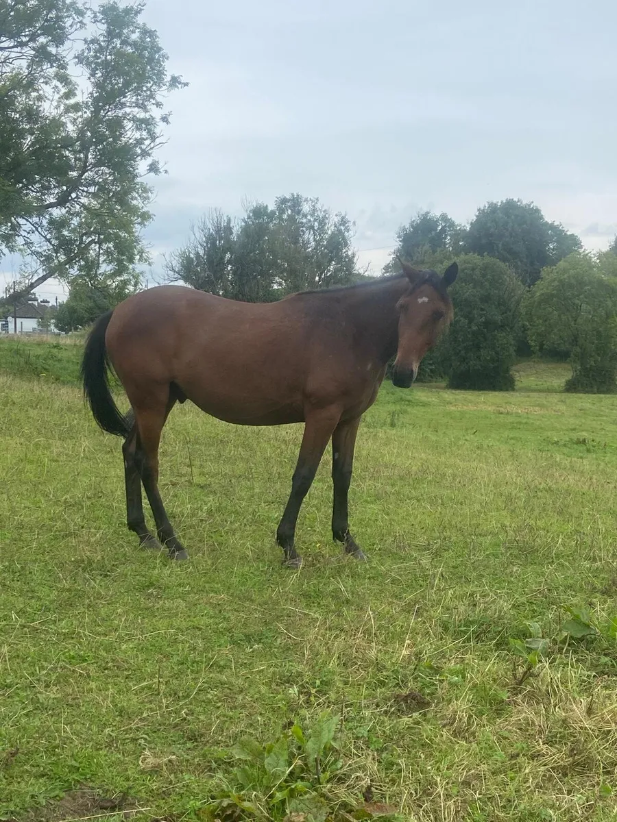3 Good quality sport horses - Image 2
