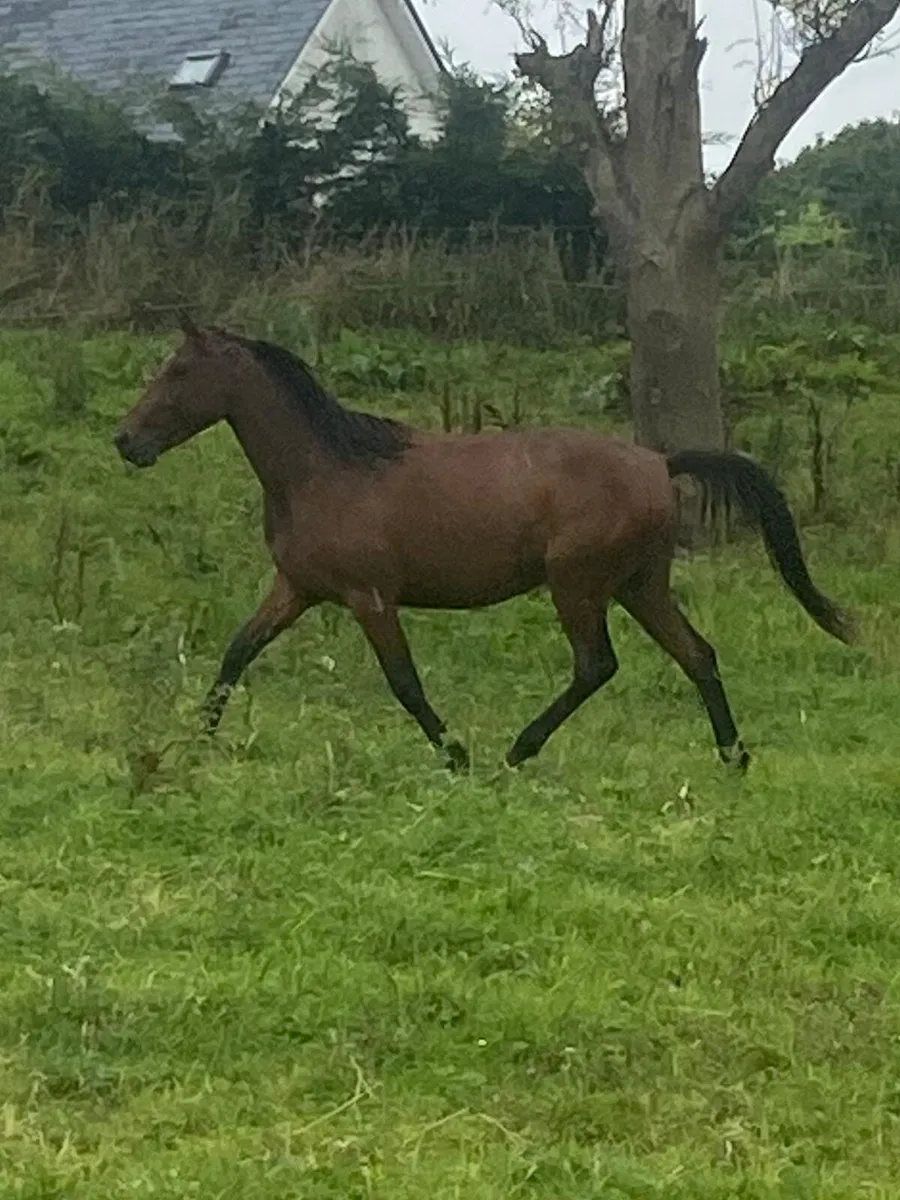 3 Good quality sport horses - Image 3