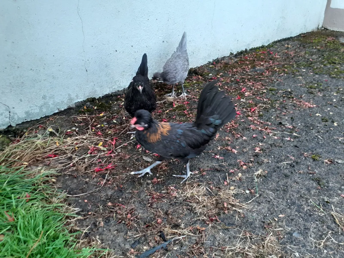 Hens , chickens , guineas , ducks - Image 2