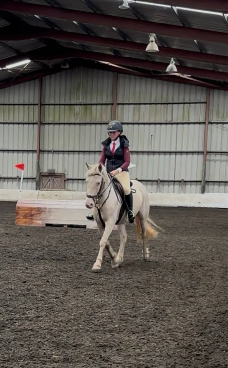 STUNNING PERLINO 4yo 13.2 FILLY - Image 1