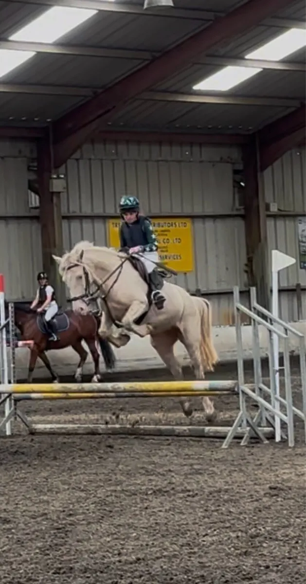 STUNNING PERLINO 4yo 13.2 FILLY - Image 3