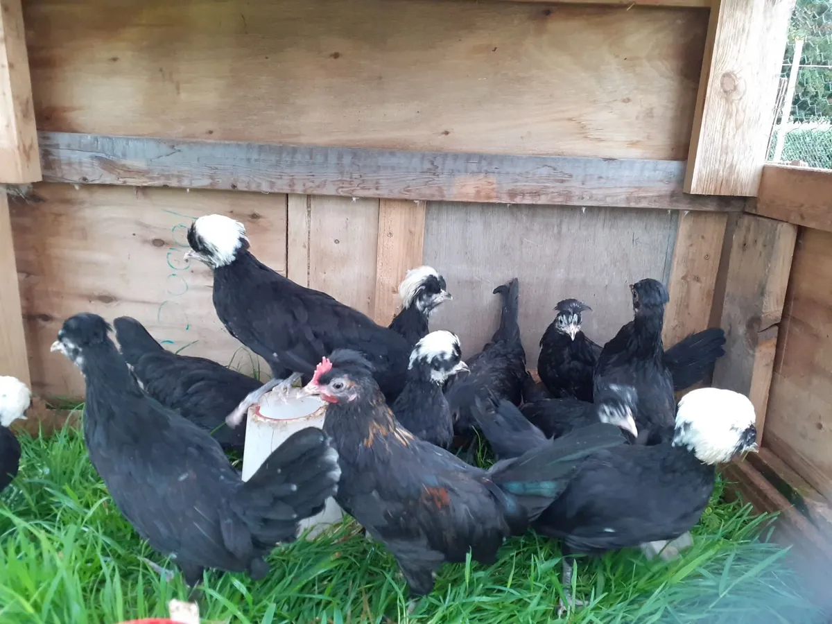 Hens , chickens , guineas , ducks - Image 3