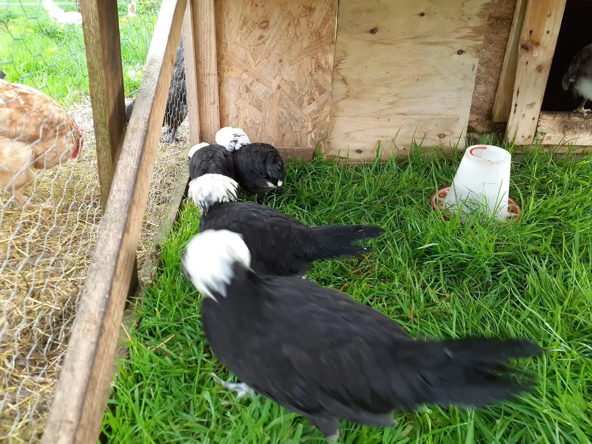 Hens , chickens , guineas , ducks - Image 4