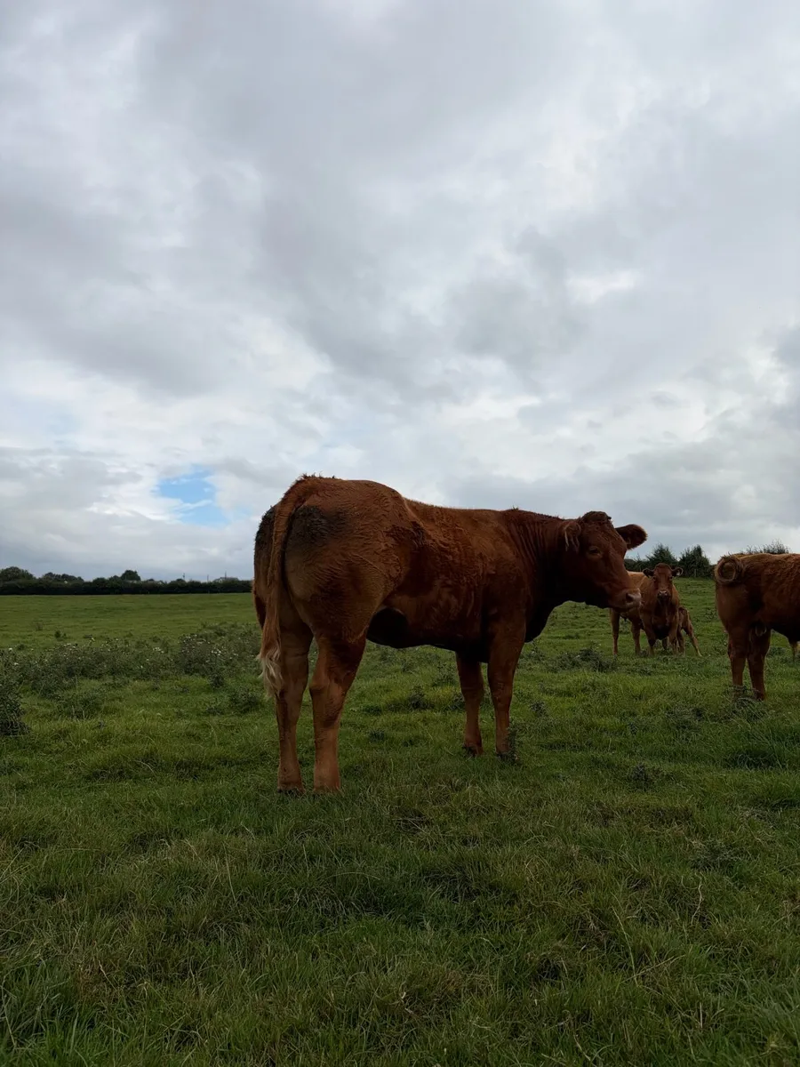 Limousine heifer - Image 2