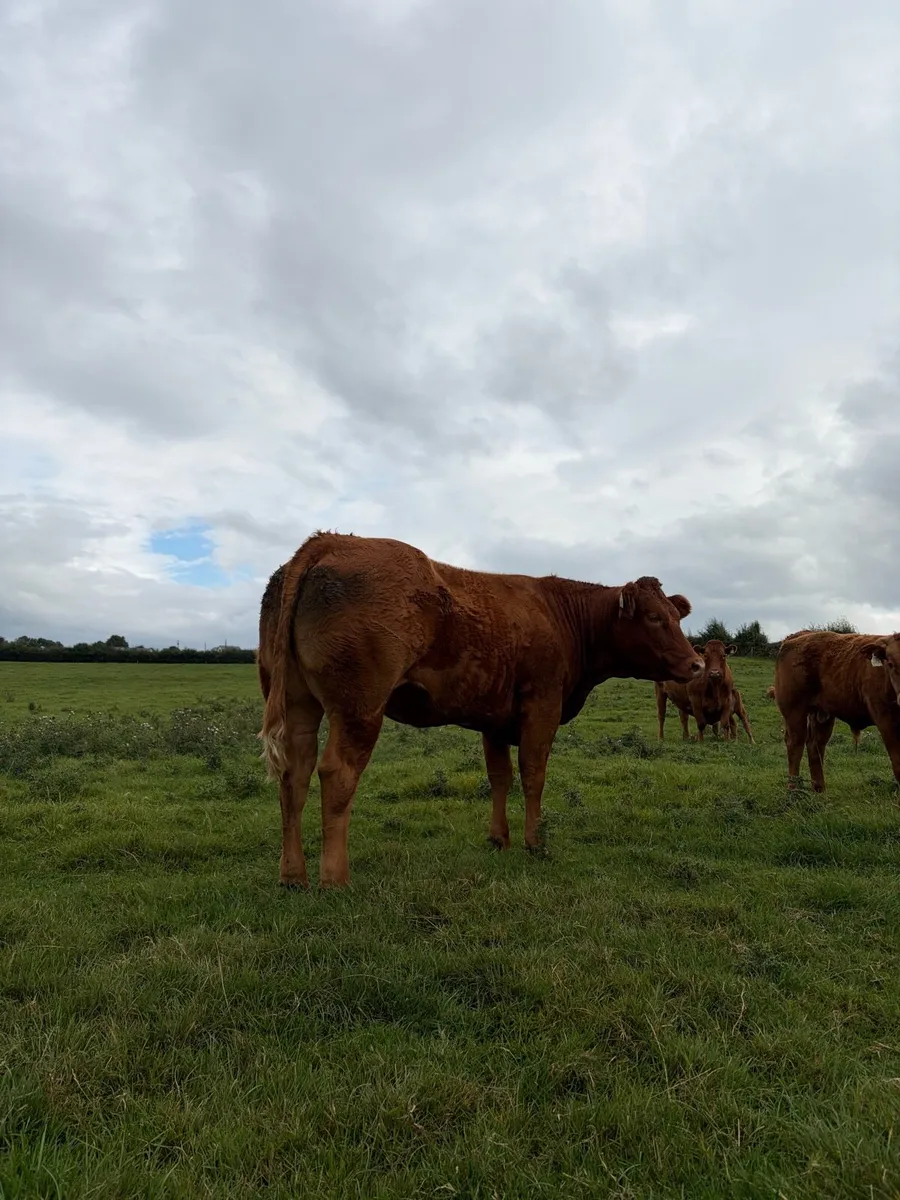 Limousine heifer - Image 3