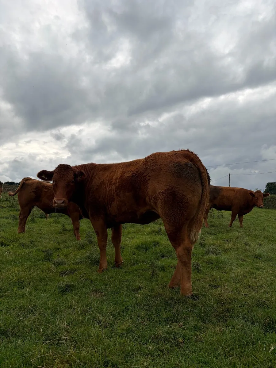 Limousine heifer - Image 4