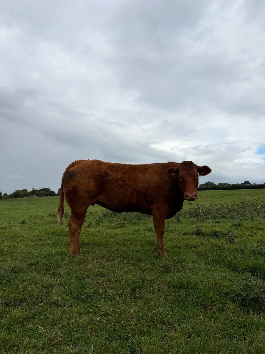 Limousine heifer - Image 1