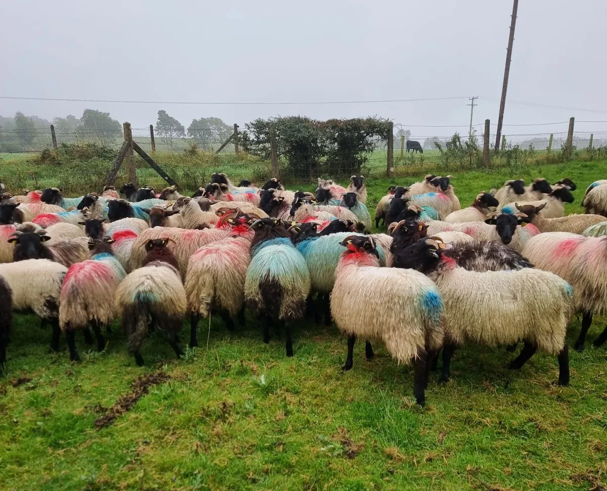 Westie ewe lambs - Image 1