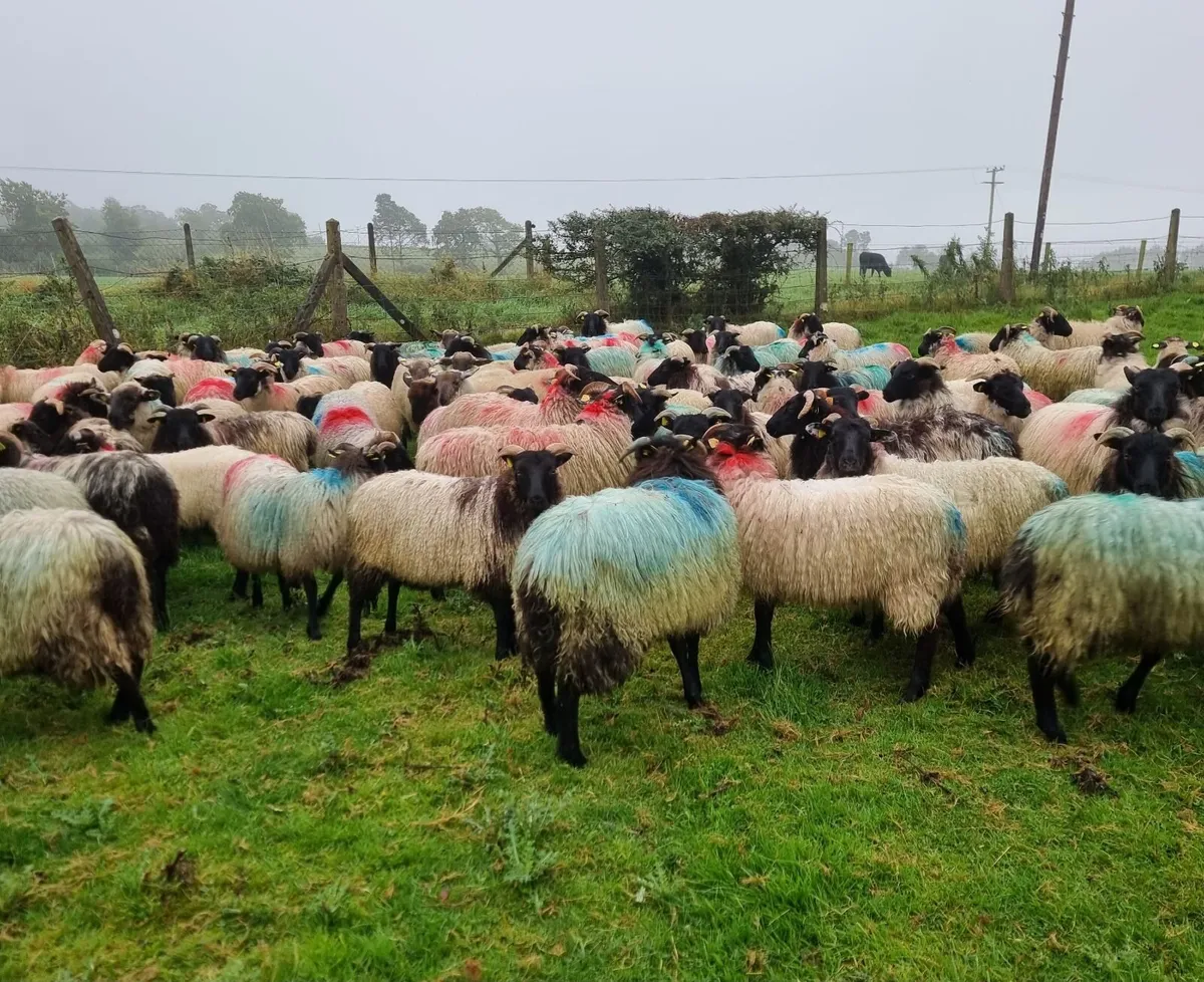 Westie ewe lambs - Image 2