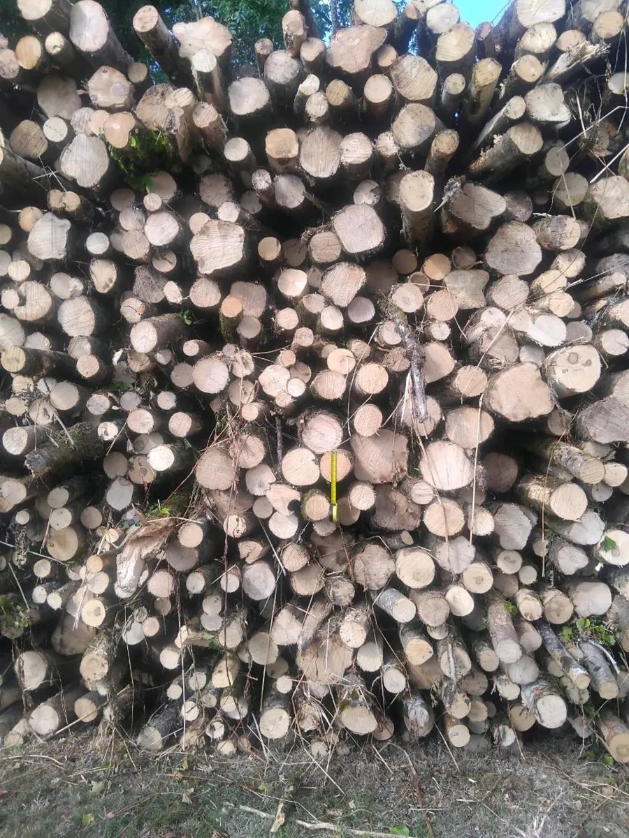 Ash logs - Image 4
