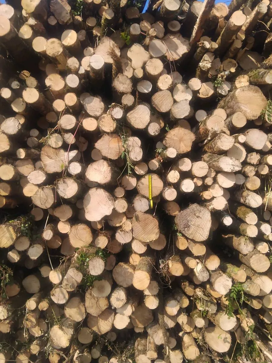 Ash logs - Image 2