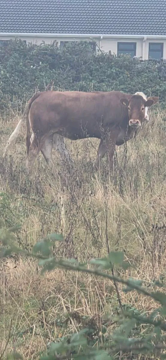 Serious Limousine heifer. - Image 2