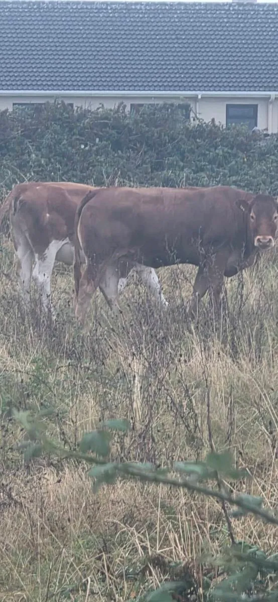 Serious Limousine heifer. - Image 3