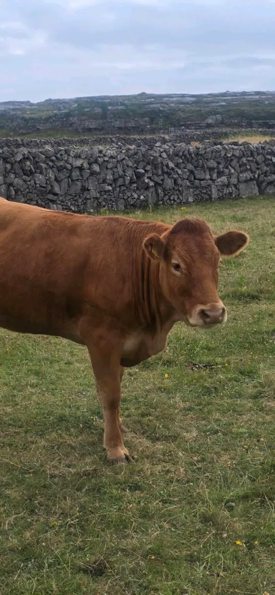 Serious Limousine heifer. - Image 1
