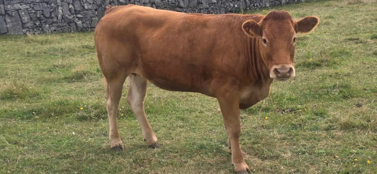 Serious Limousine heifer. - Image 4