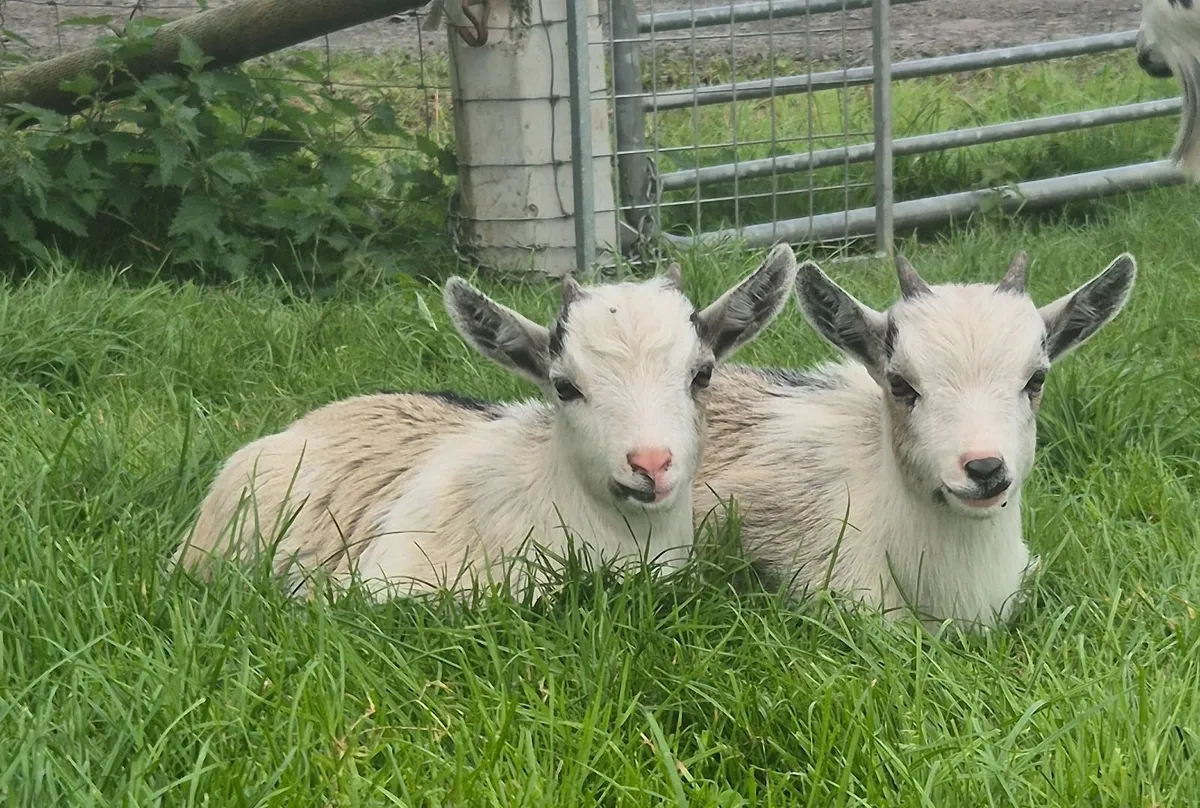 Goats - Image 1