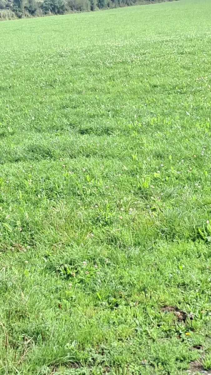Contract rearing-----Grass available - Image 1