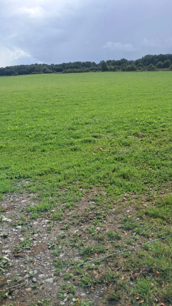 Contract rearing-----Grass available - Image 2