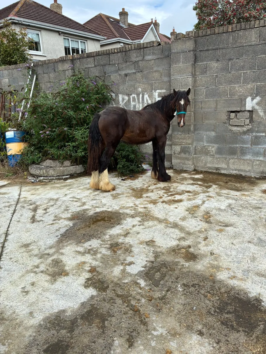 Horse - Image 1