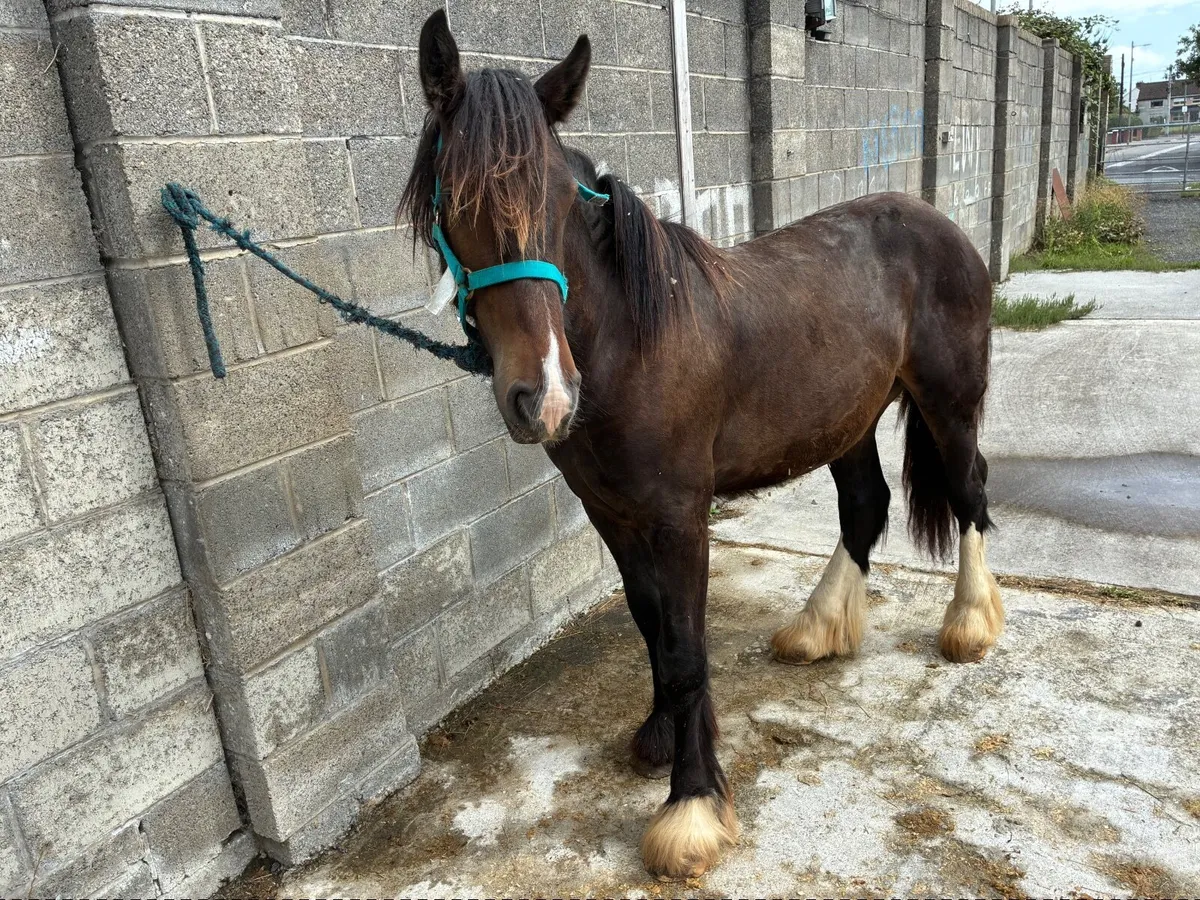 Horse - Image 2